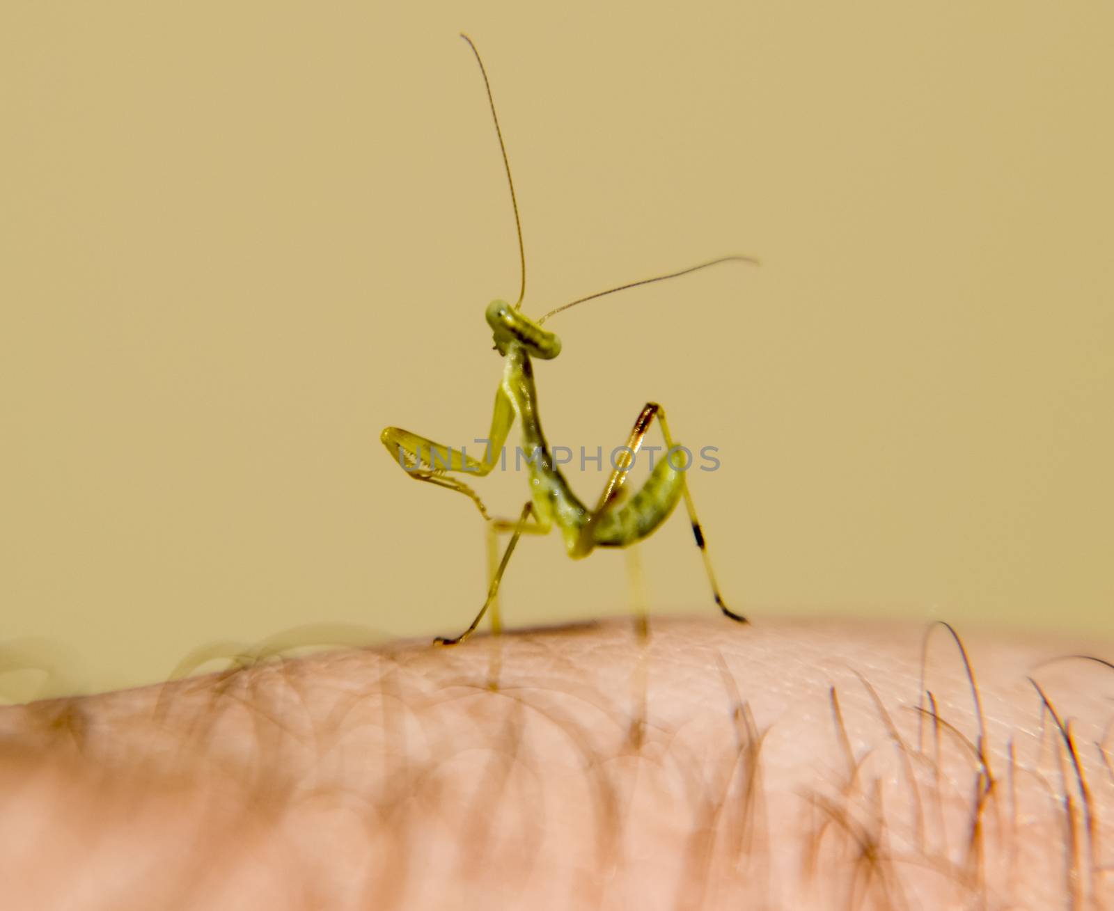 Larva of the mantis. Nymph mantis, Growing insect. Mantis on the hand of man.