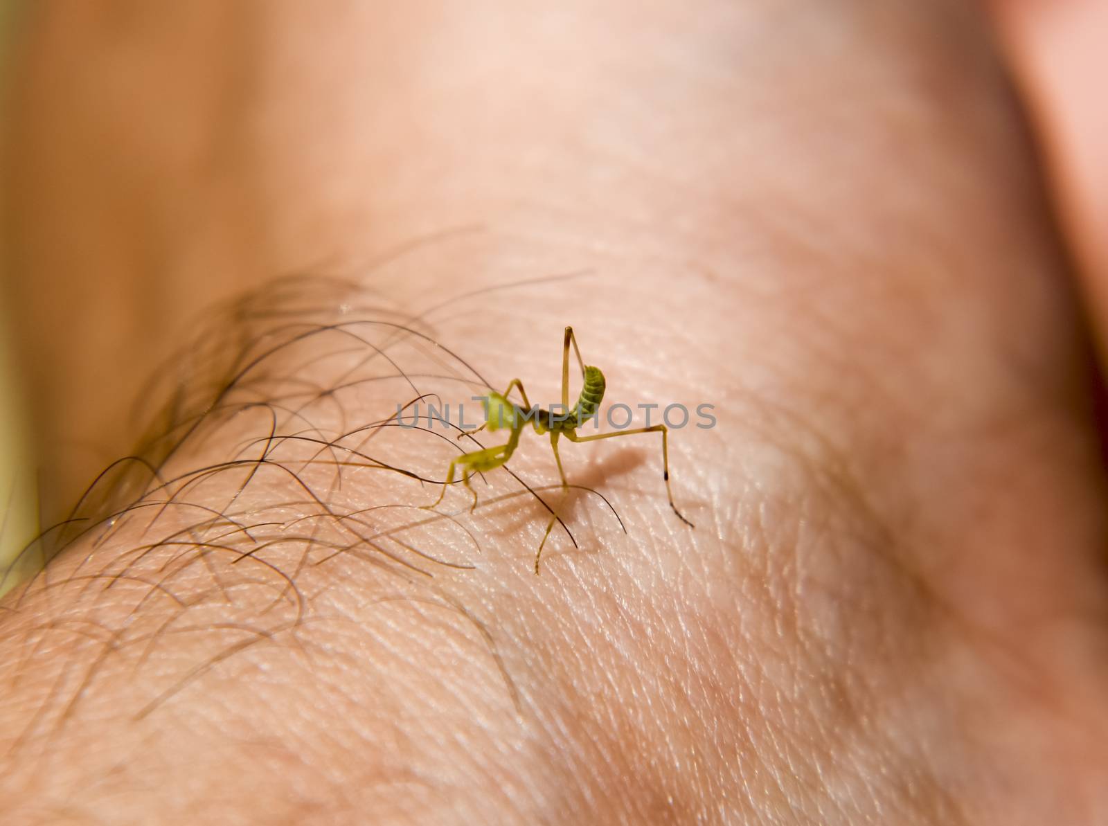 Larva of the mantis. Nymph mantis, Growing insect. by eleonimages