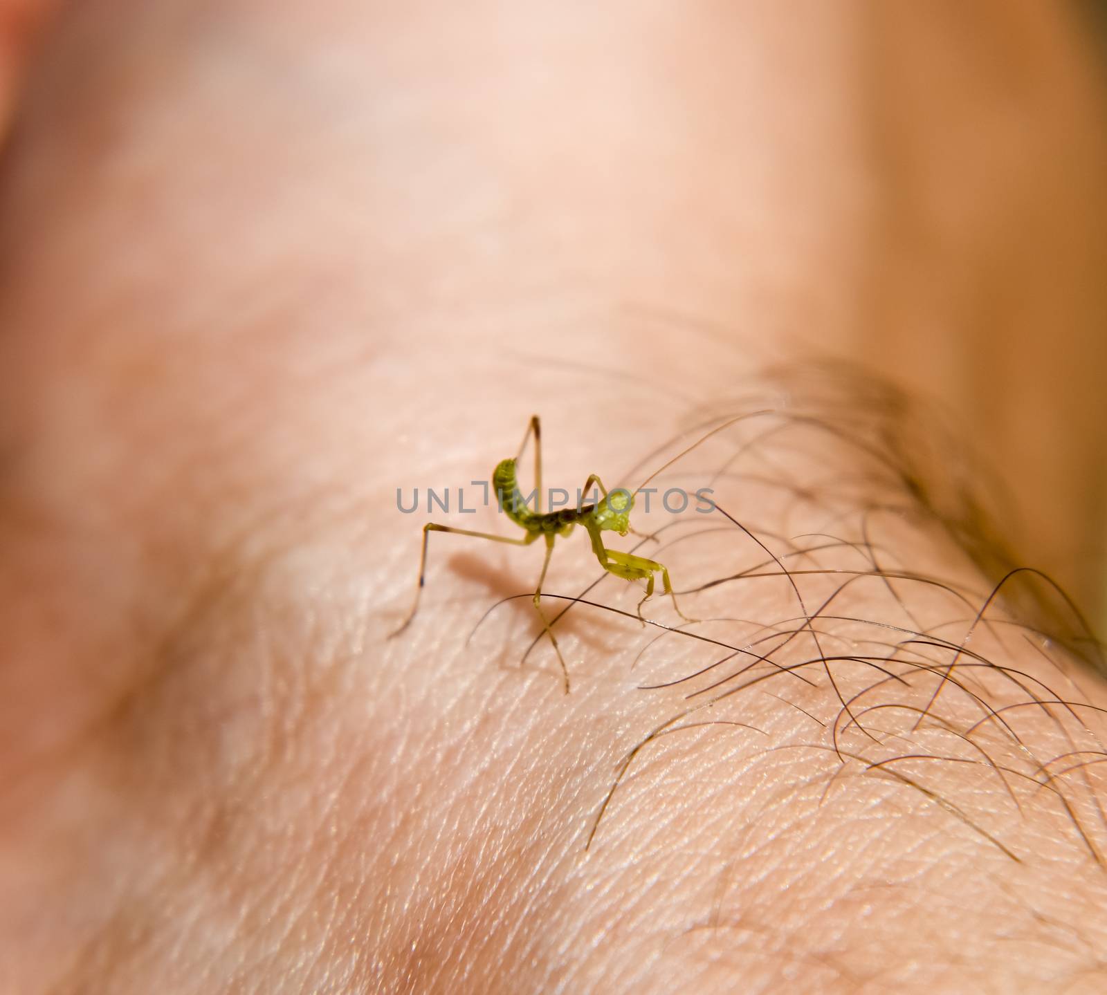 Larva of the mantis. Nymph mantis, Growing insect. Mantis on the hand of man.