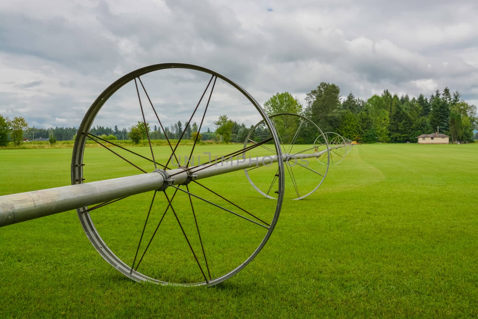 English lawn growing on a farm. Green lawn with irrigation system over the field on cloudy summer day