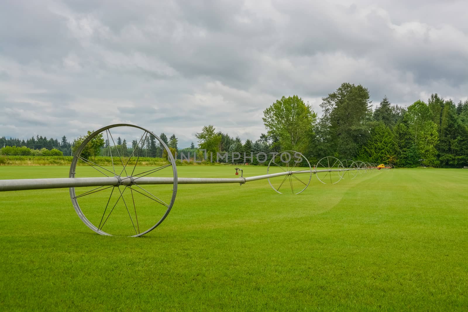 English lawn growing on a farm. Green lawn with irrigation system over the field on cloudy summer day