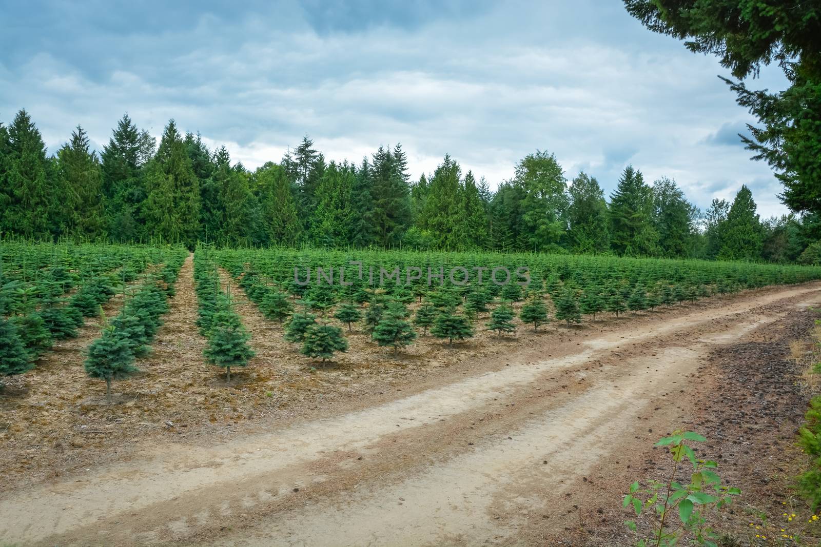 Planting stock of pine trees at the road
