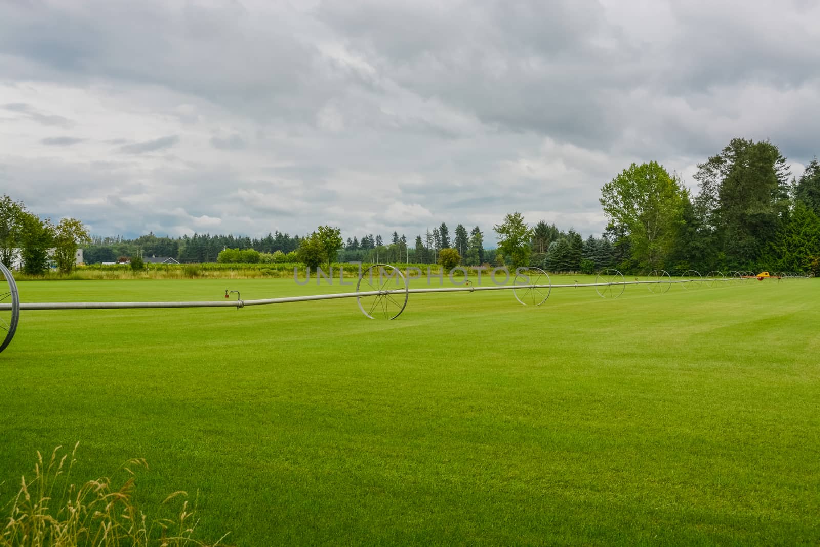 English lawn growing on a farm. Green lawn with irrigation system over the field on cloudy summer day