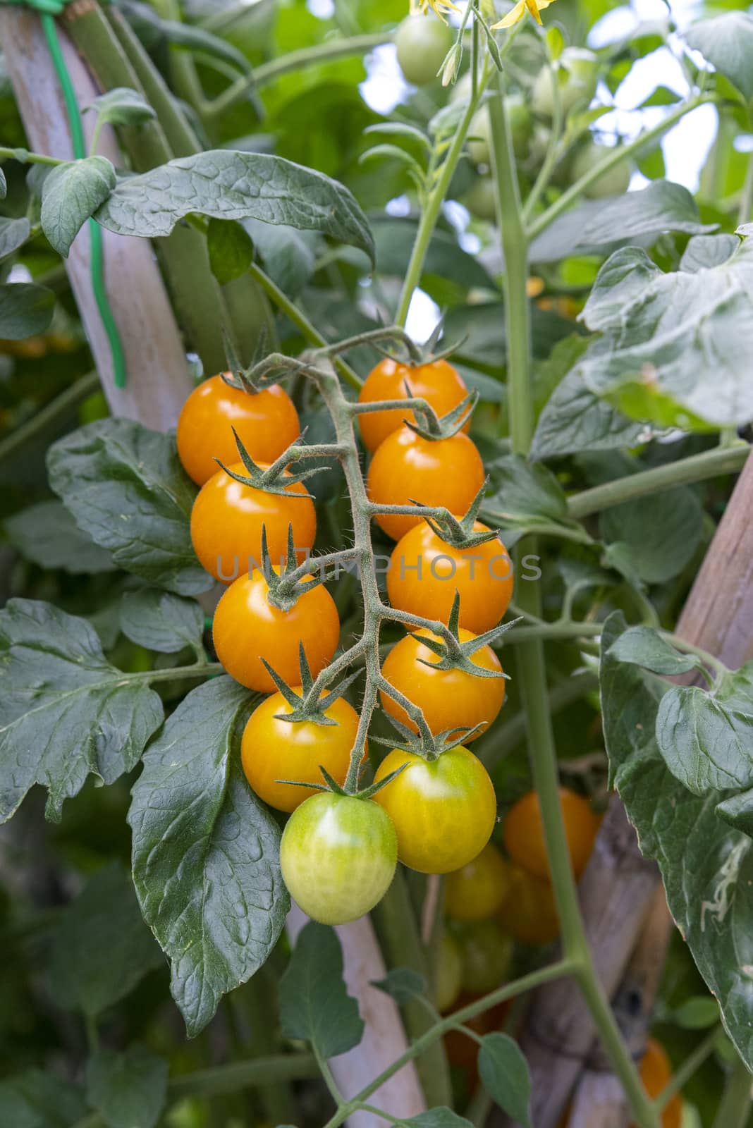 tomatoes for food use during growth usually used to season salad and more