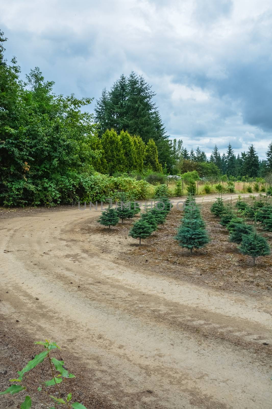 Planting stock of pine trees at the road