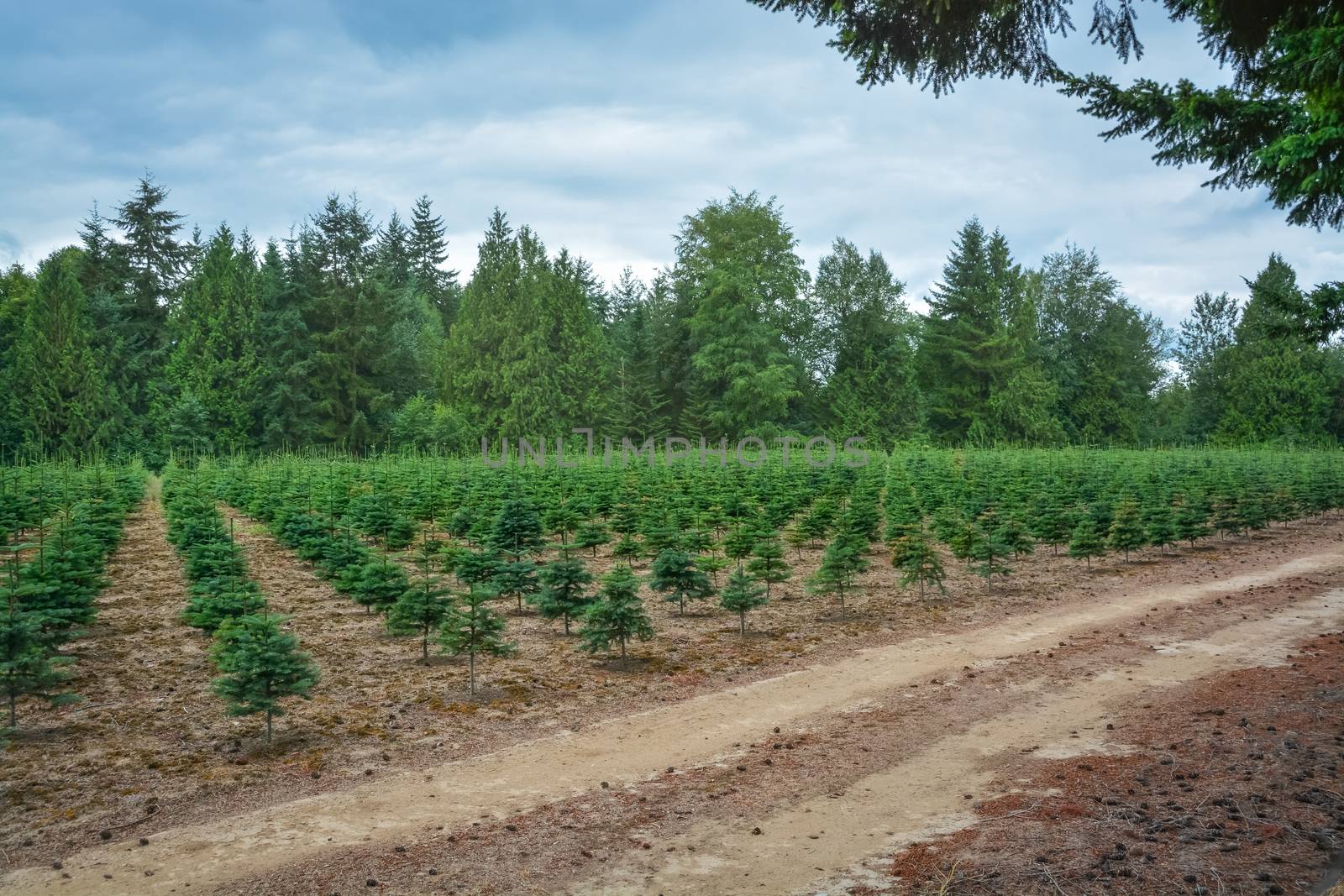 Planting stock of pine trees at the road