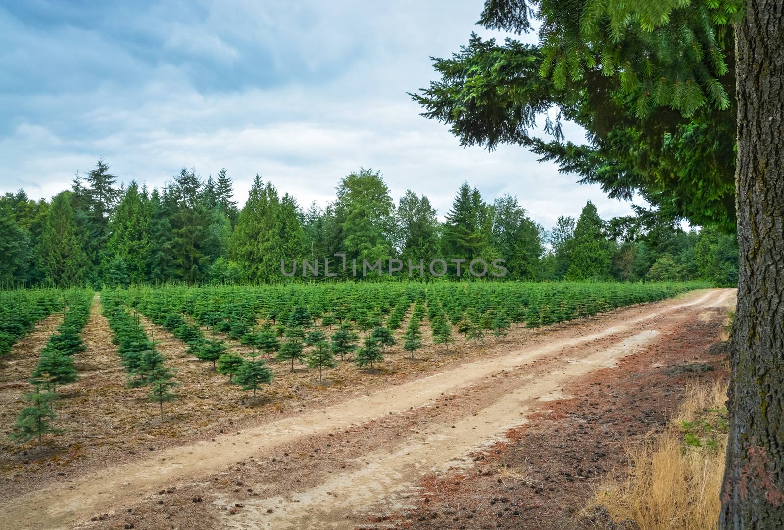 Planting stock of pine trees at the road