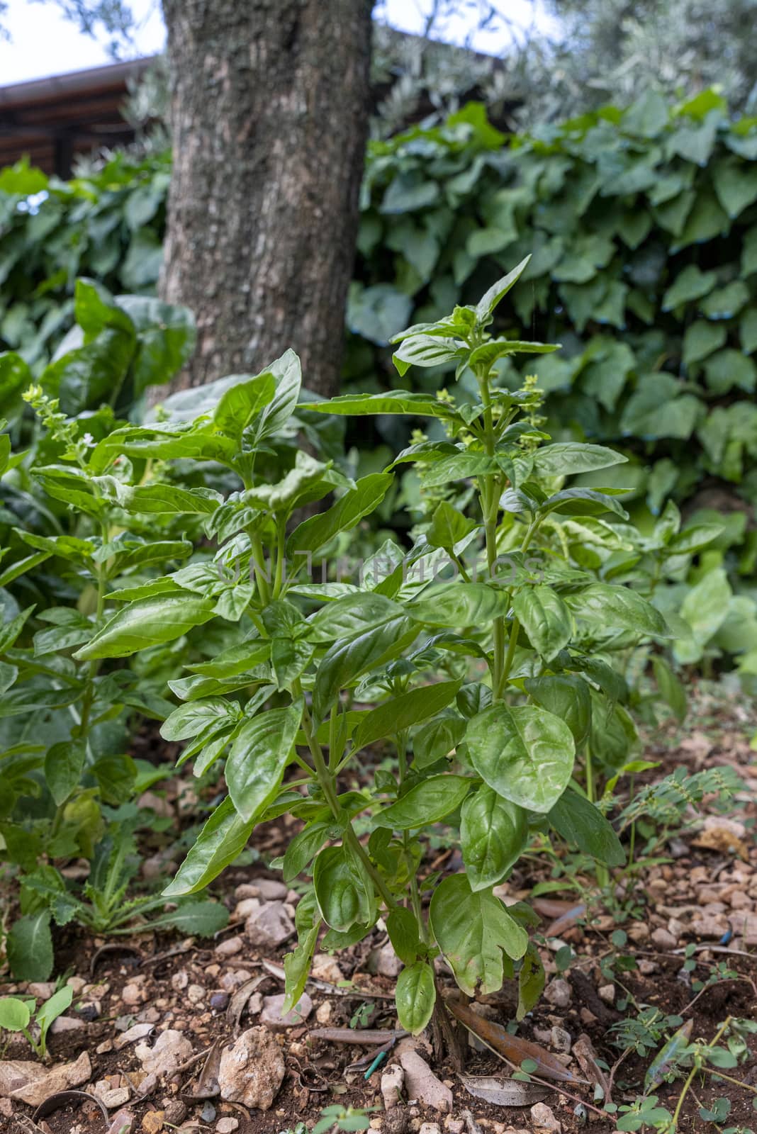 green basil for condiments from table food ready for harvest