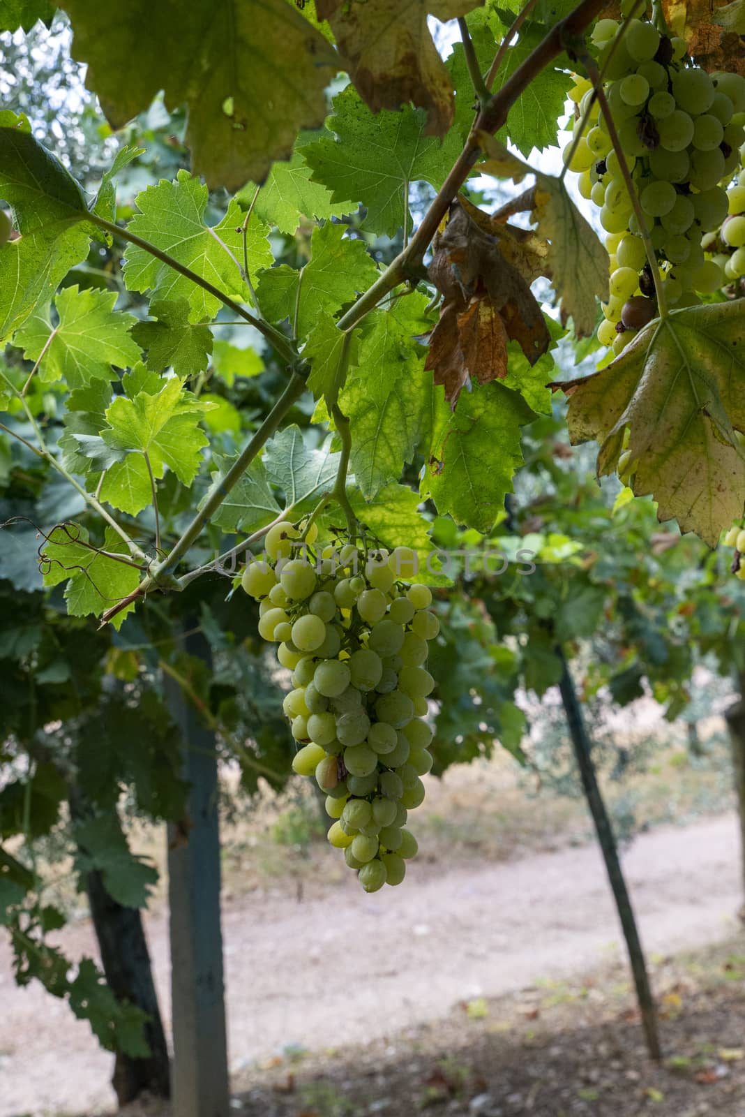 bunches of white table grapes by carfedeph