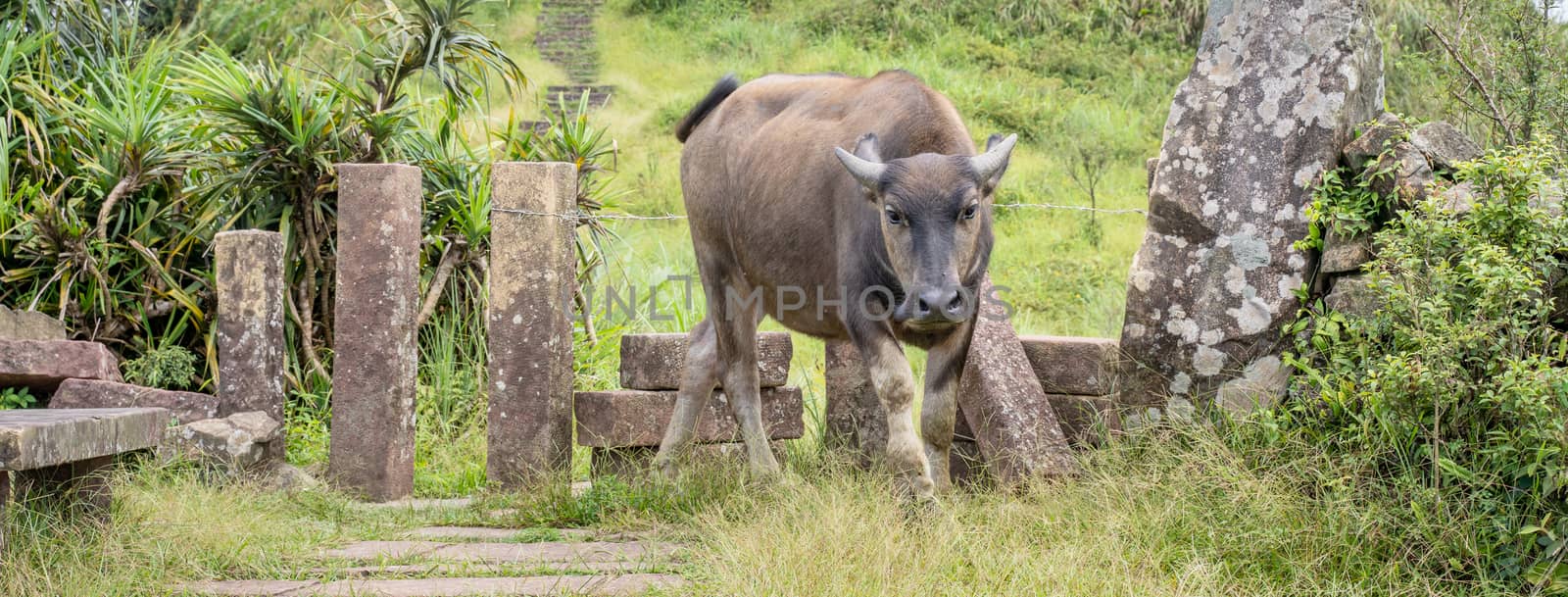 Beautiful Taiwan water buffalo walking on a stone stair steps in by ROMIXIMAGE