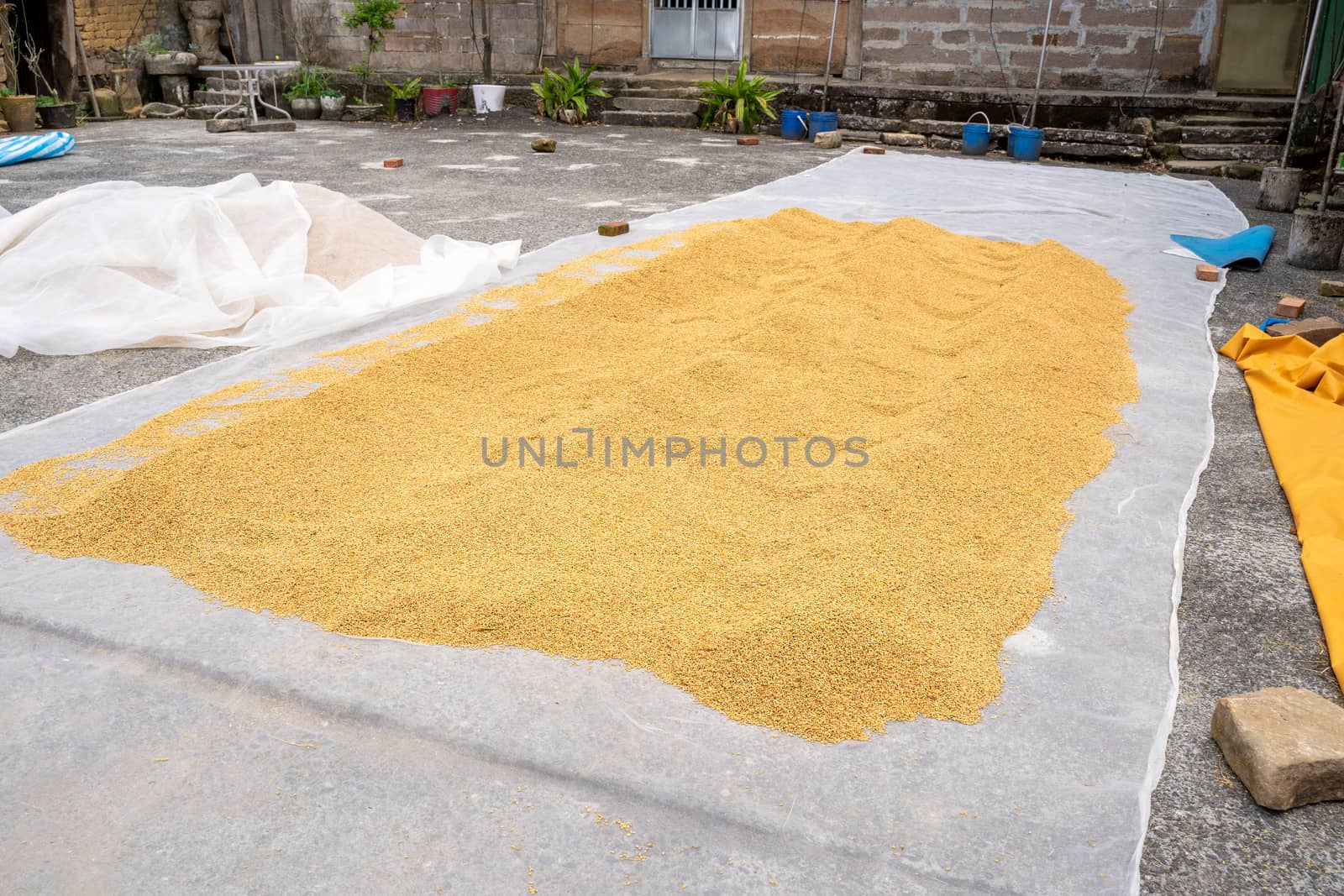 Raw rice crop exposured with sunlight on a white cotton cloth outside the procedure factory before polishing process, close up, real life, lifestyle.