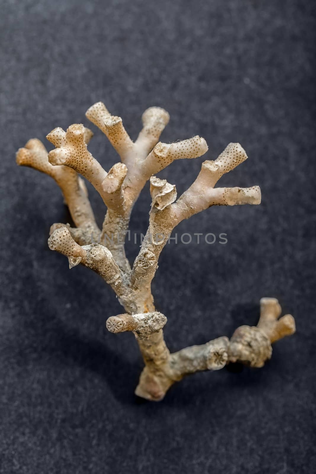 Large coral isolated on dark background closeup photo