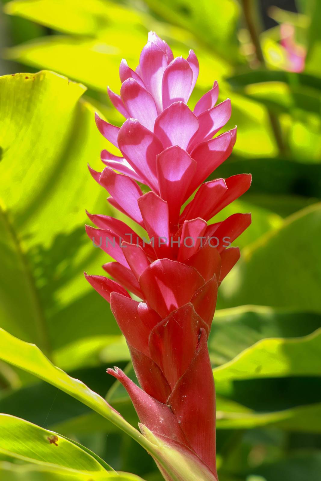 Red Ginger flower growing near to the mayan city of Palenque. Alpinia purpurata, red ginger, also called ostrich plume and pink cone ginger.