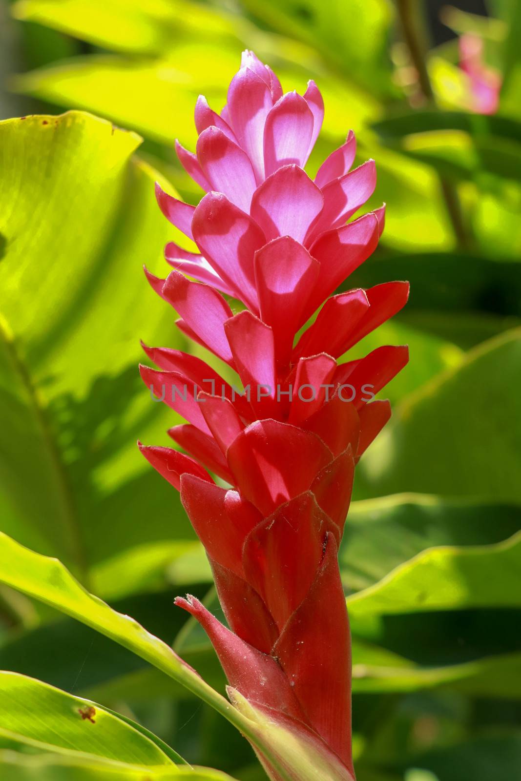 Red Ginger flower growing near to the mayan city of Palenque. Alpinia purpurata, red ginger, also called ostrich plume and pink cone ginger by Sanatana2008