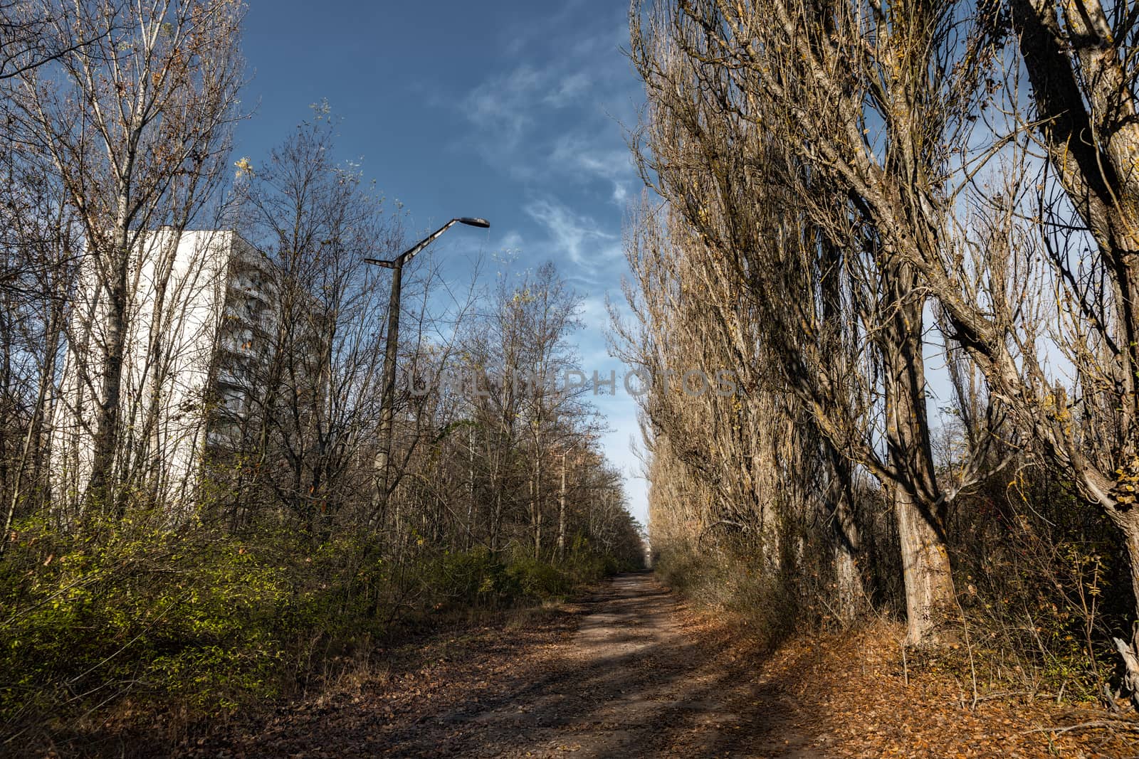 Forest reclaiming the Zone, in Chernobyl, Pripyat