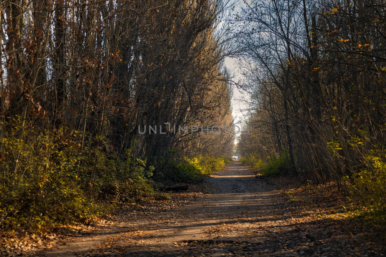 Forest reclaiming the Zone, in Chernobyl, Pripyat