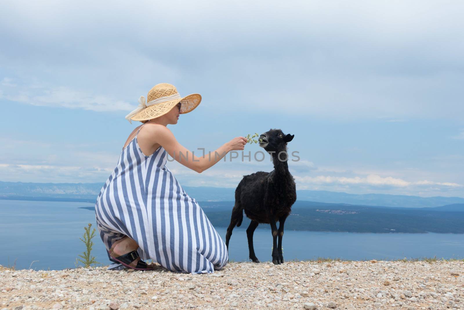 Young attractive female traveler wearing striped summer dress and straw hat squatting, feeding and petting black sheep while traveling Adriatic coast of Croatia.