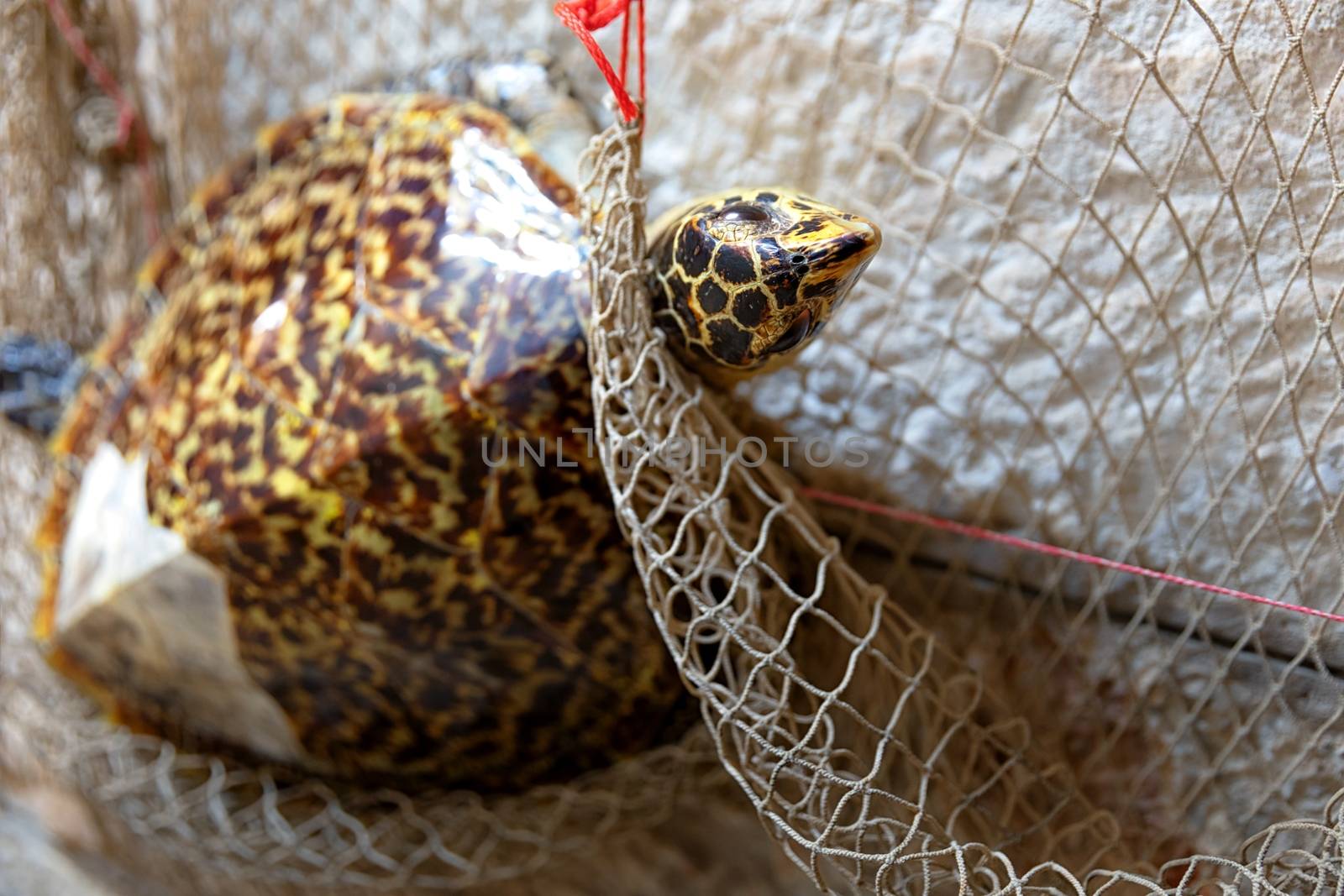 Dead turtle entangled in fishing nets close up photo