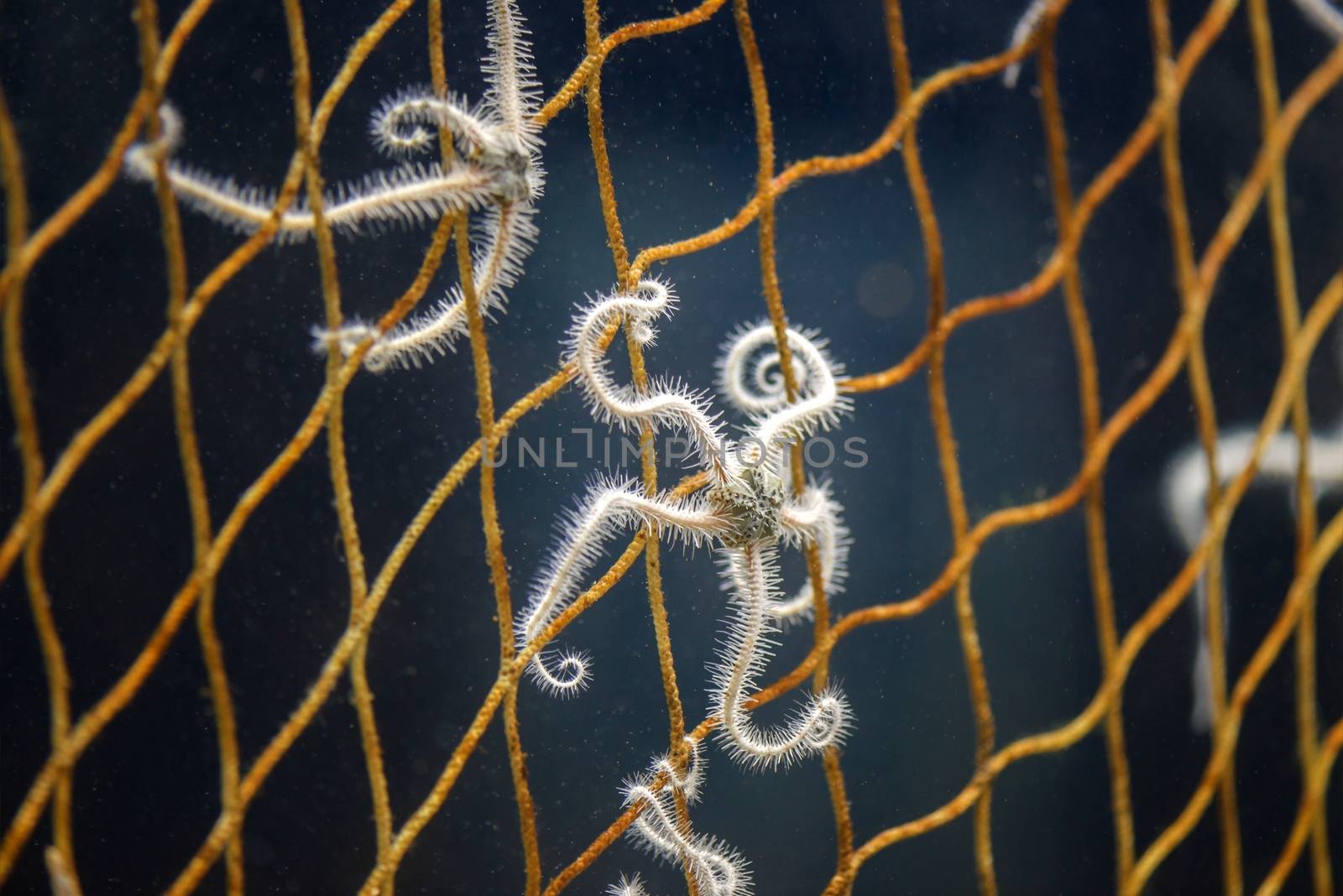 Starfish in net by svedoliver