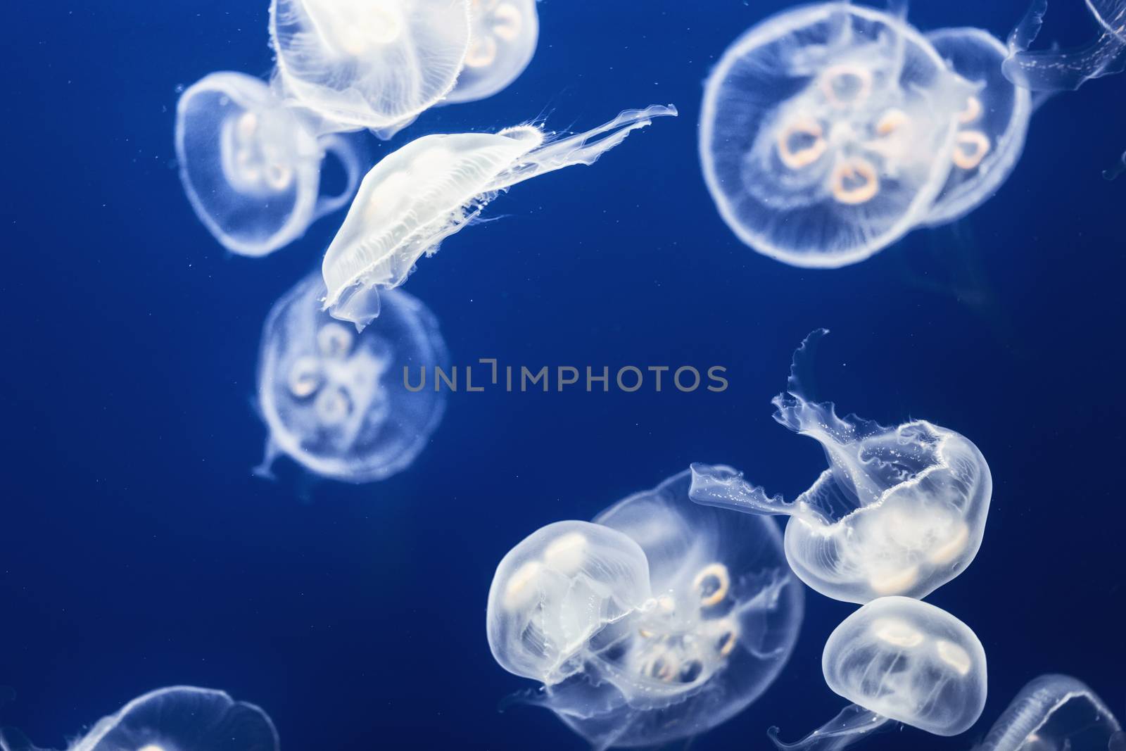 Large amount of jelly fish floating in deep blue water