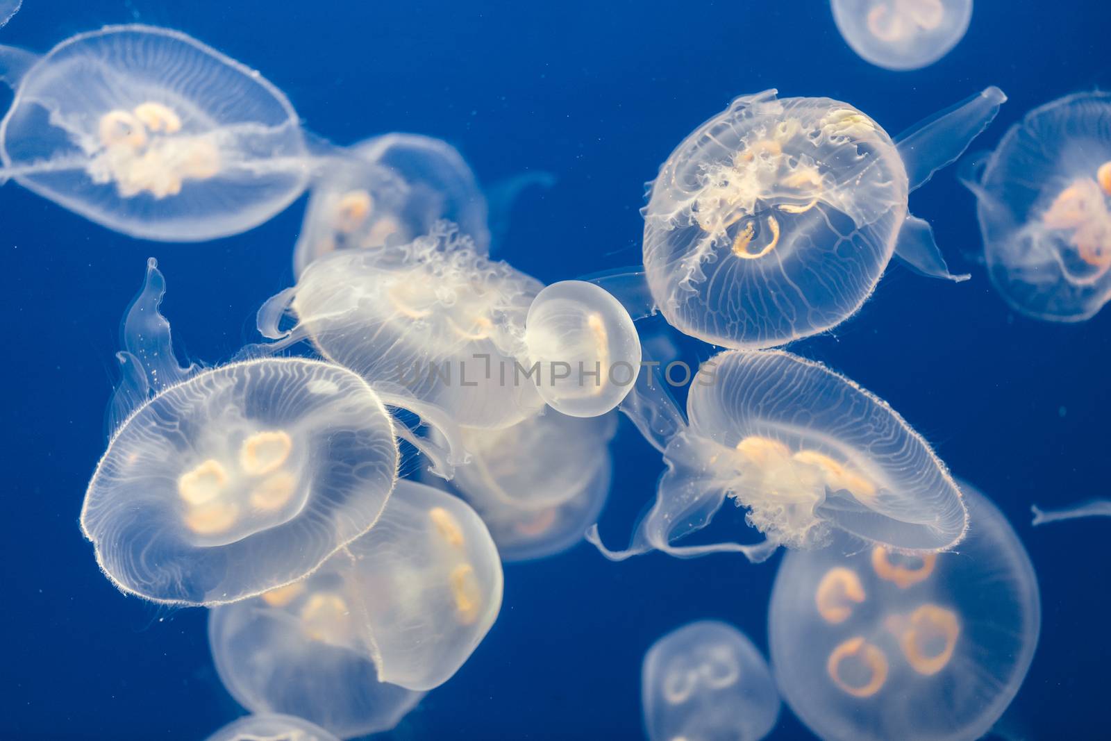 Large amount of jelly fish floating in deep blue water