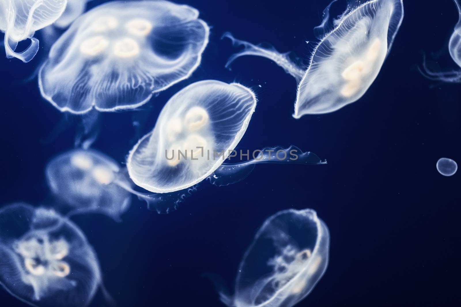 Large amount of jelly fish floating in deep blue water