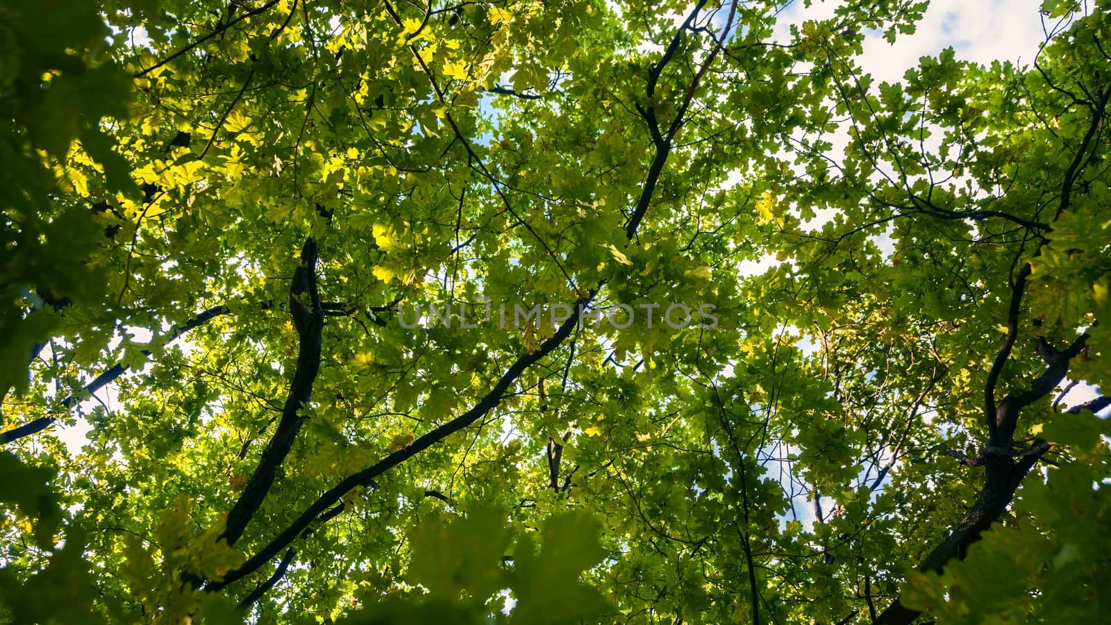 Small green leaves at spring closeup photo