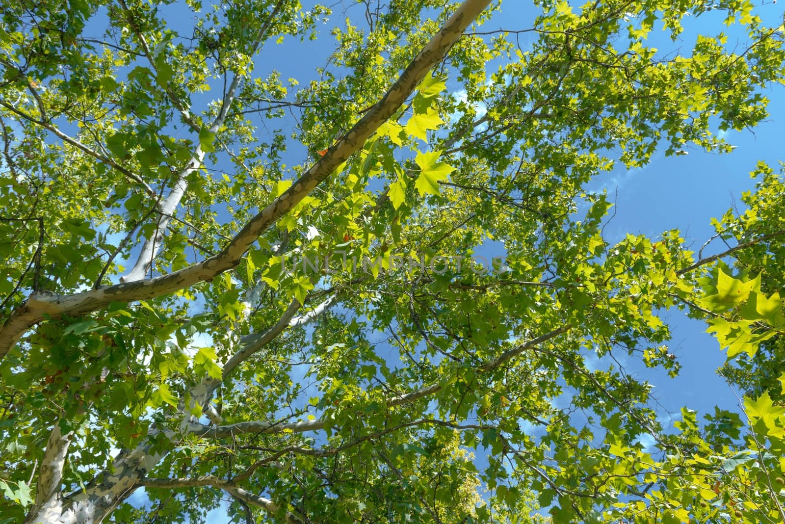 Green leaves of a tree in vibrant sunlight