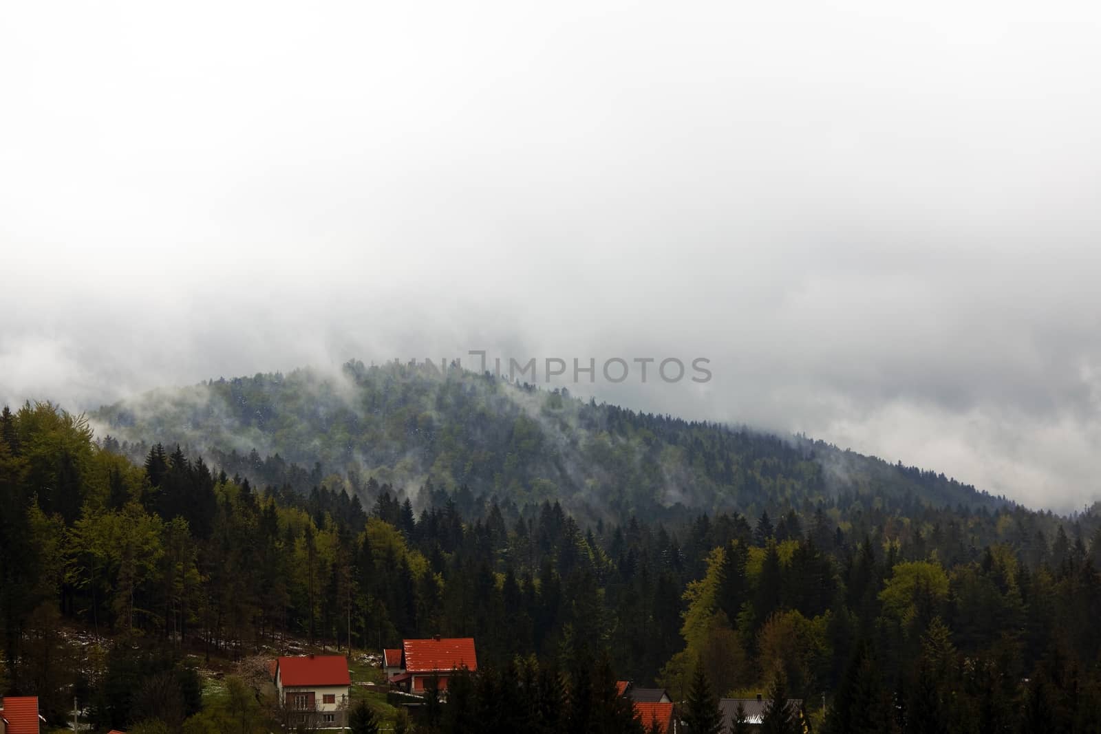 Large forest on the mountains as background by svedoliver