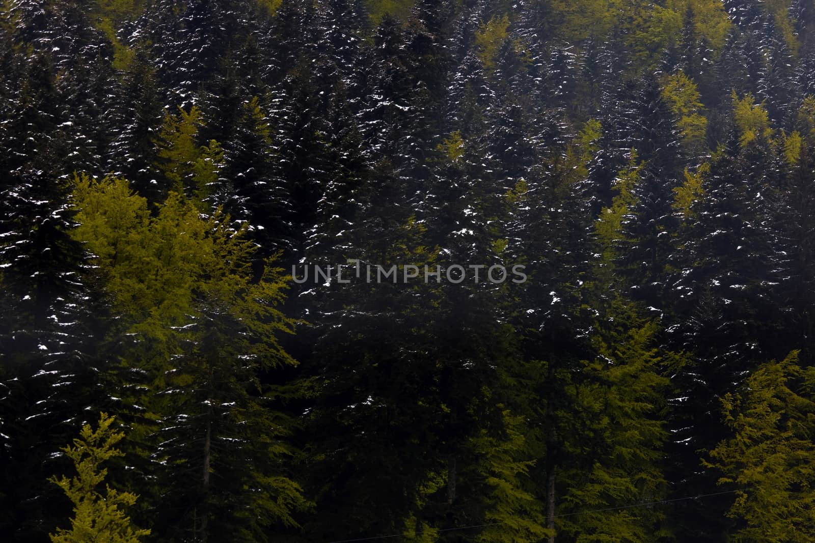 Large forest on the mountains as background texture