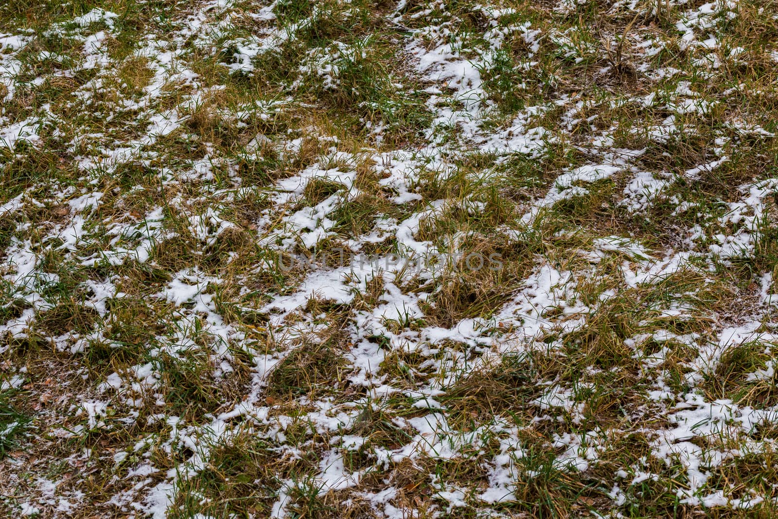 first snow laying over green grass and autumnal leaves in perspective view by z1b