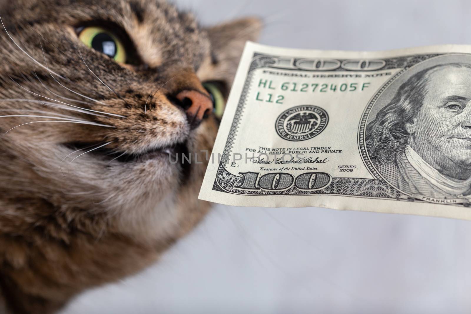 grey tabby cat sniffing a hundred dollar banknote close-up with selective focus
