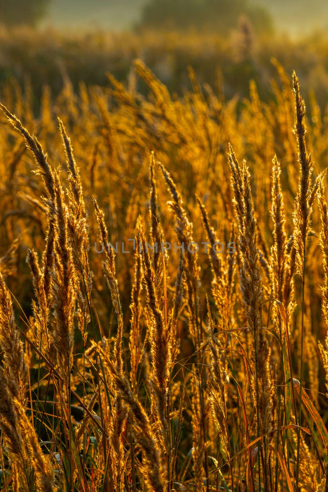 Golden dry long Stipa tenacissima or ssparto feather grass at autumn morning with selective focus. by z1b