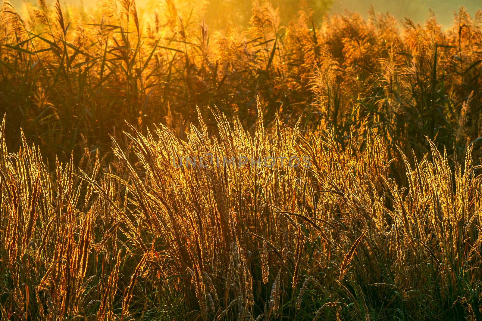 Golden dry long Stipa tenacissima or ssparto feather grass at autumn morning with selective focus and boke blur.