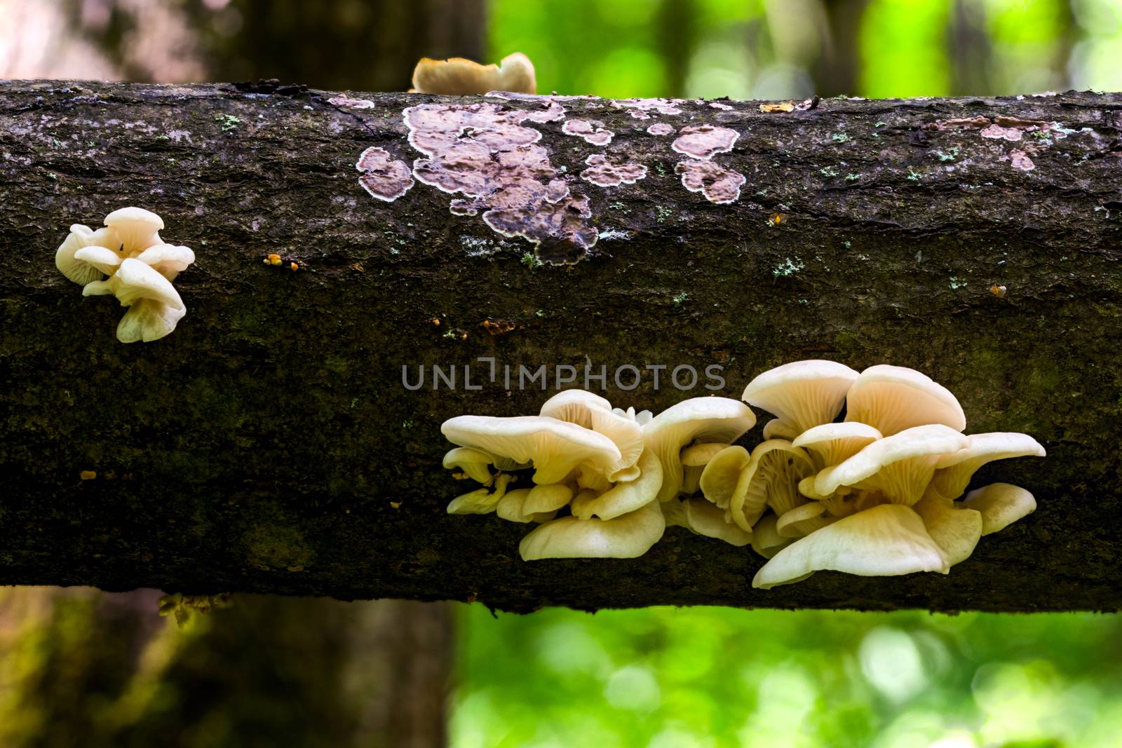White oyster mushrooms group on horizontal black log in summer forest closeup with selective focus and boke blur.