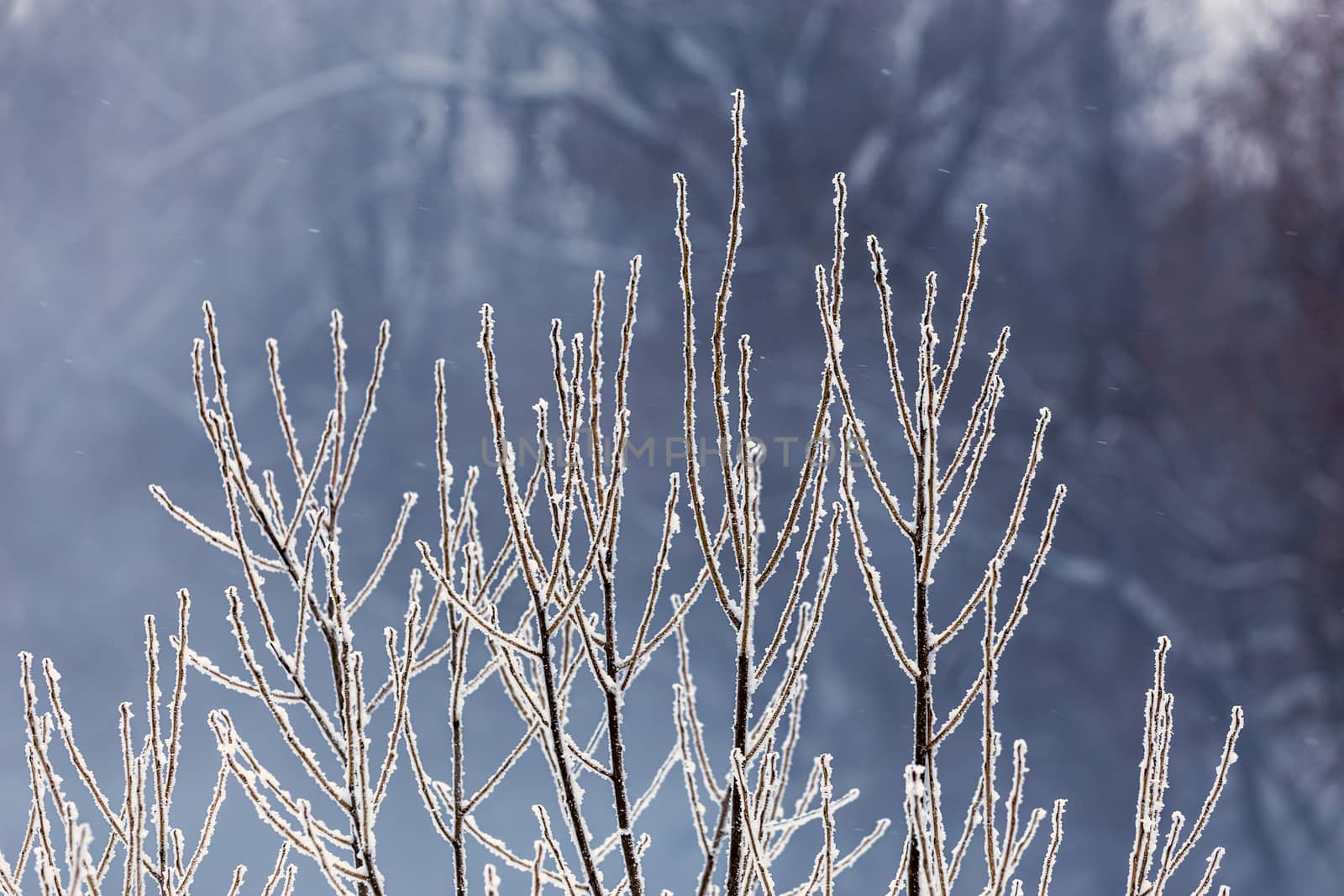 thin long willow branches under frost telephoto with selective focus and bokeh blur at daylight