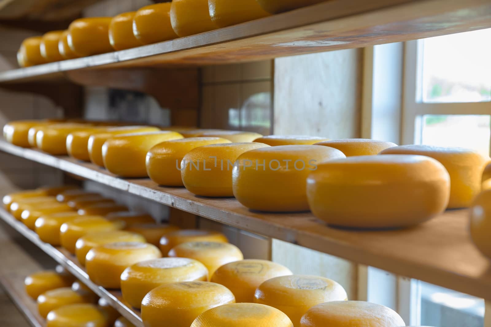 Lots of whole cheese in factory by svedoliver
