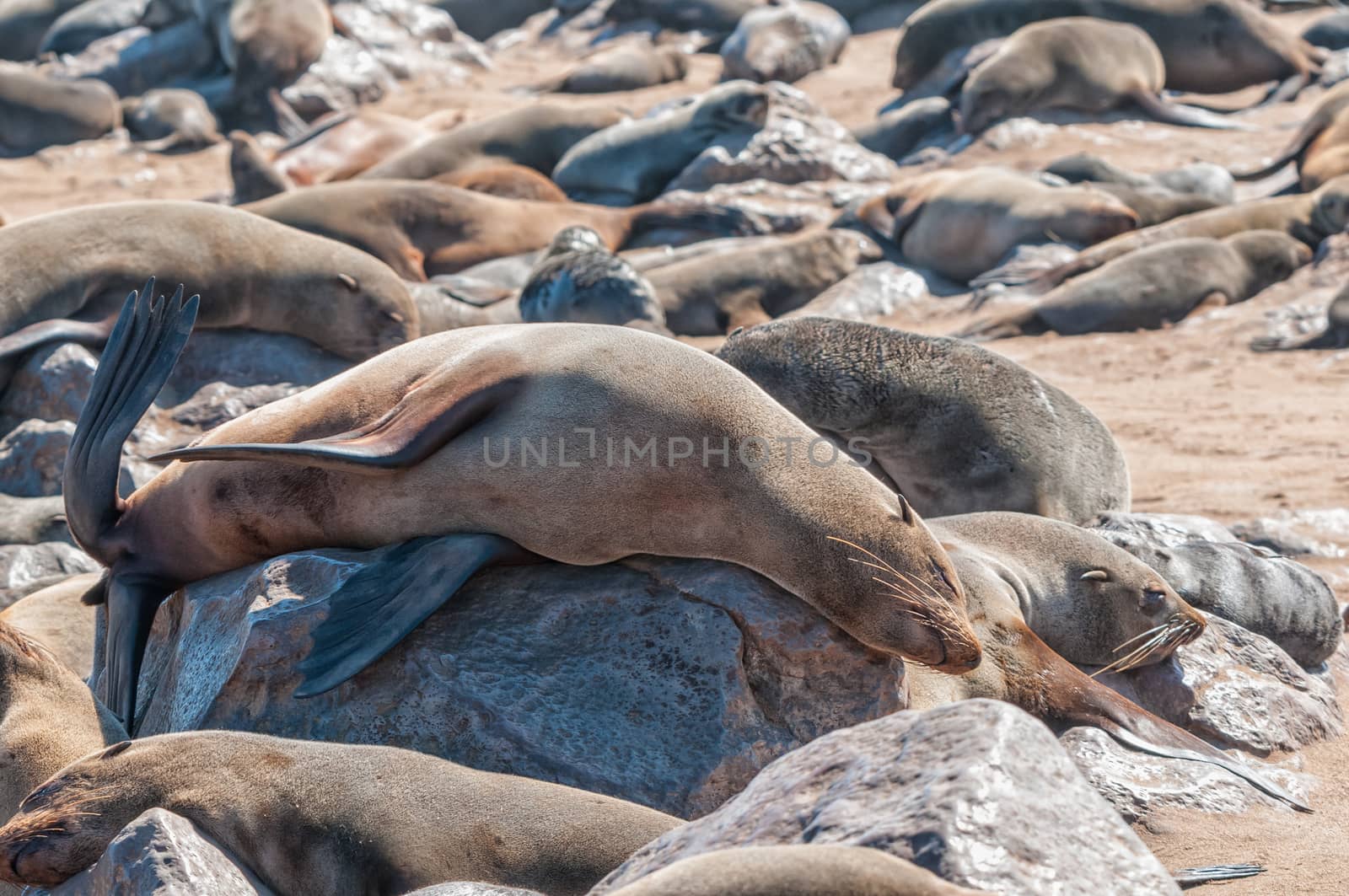 Cape Fur Seals at Cape Cross in Namibia by dpreezg