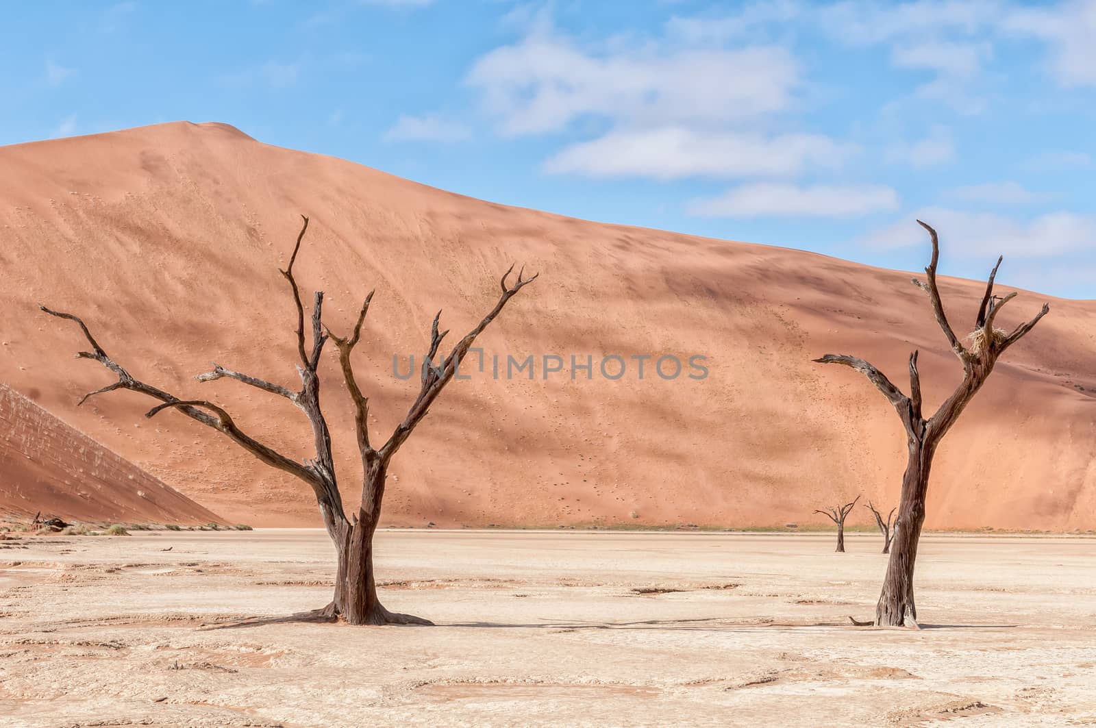 Dead tree stumps, with a sand dune backdrop, at Deadvlei