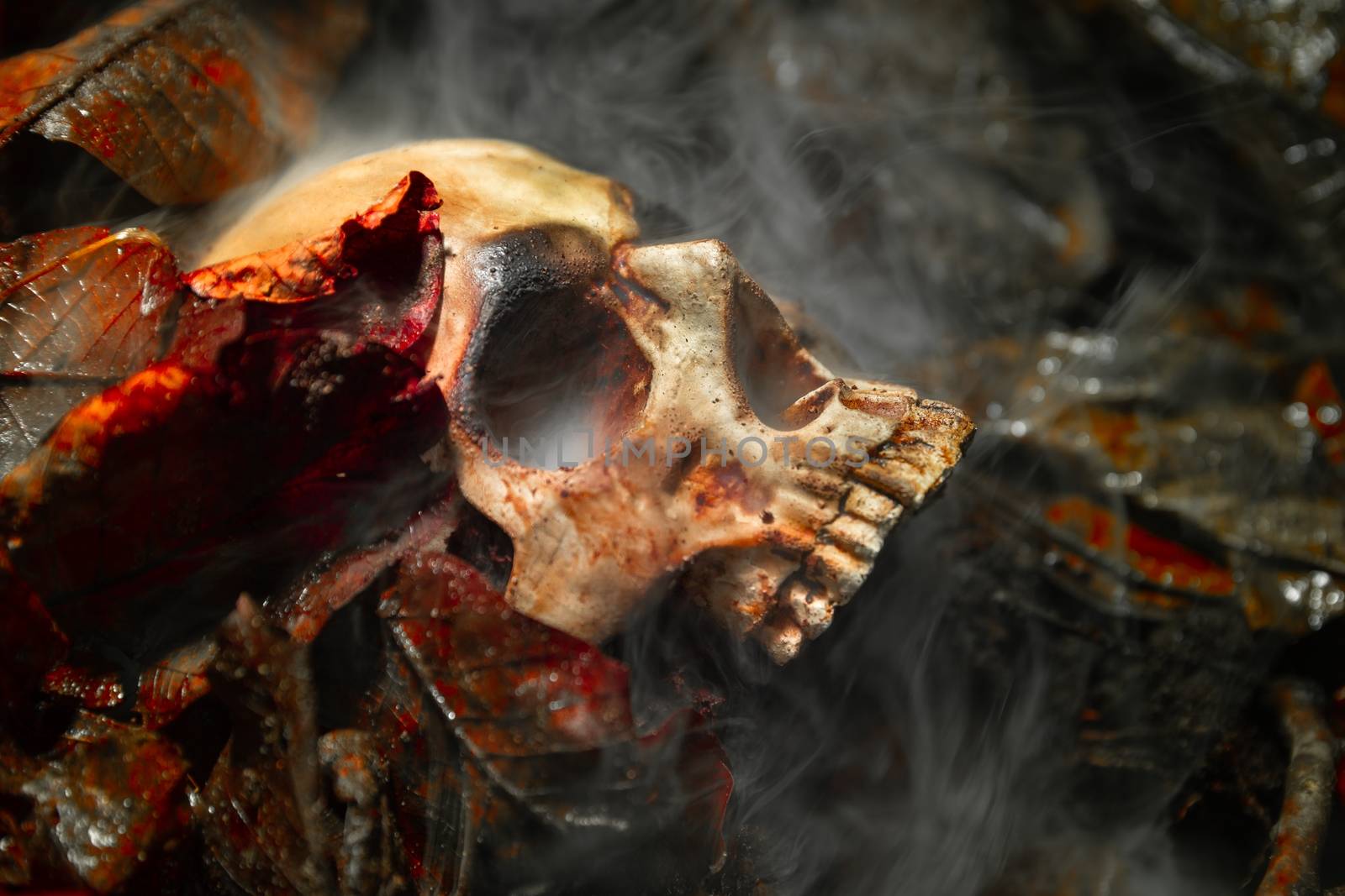 Human skull on the wet soild with smoke flowing by svedoliver