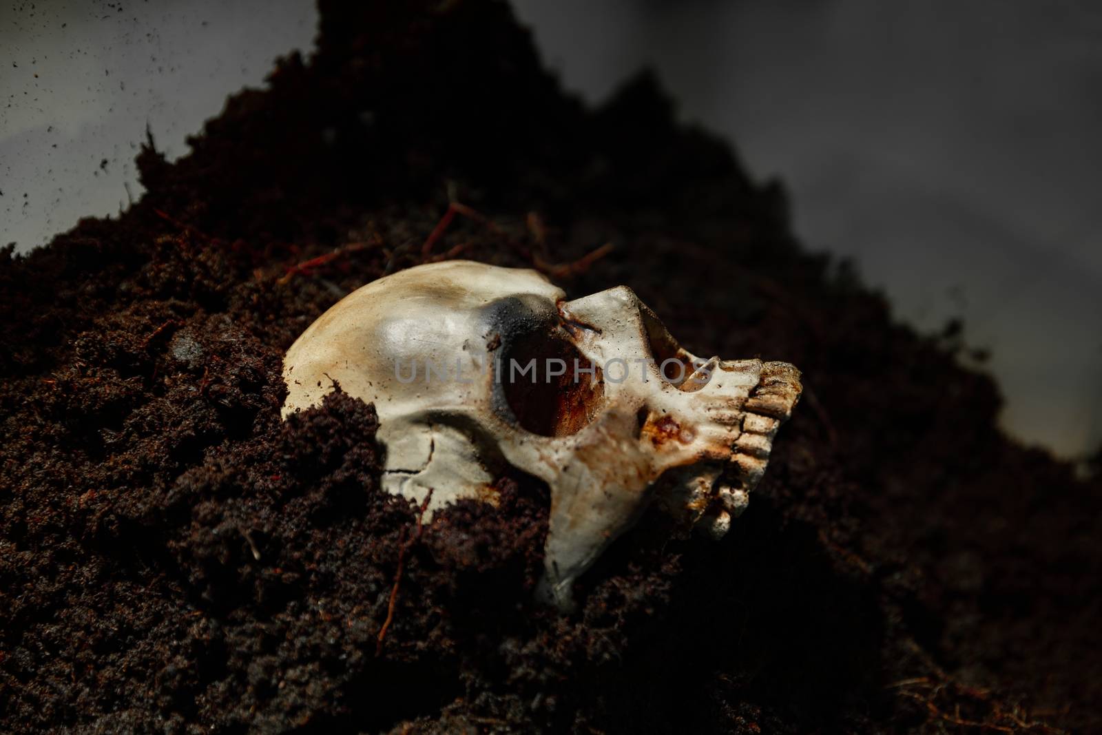 Skull of a dead man in on the ground by svedoliver