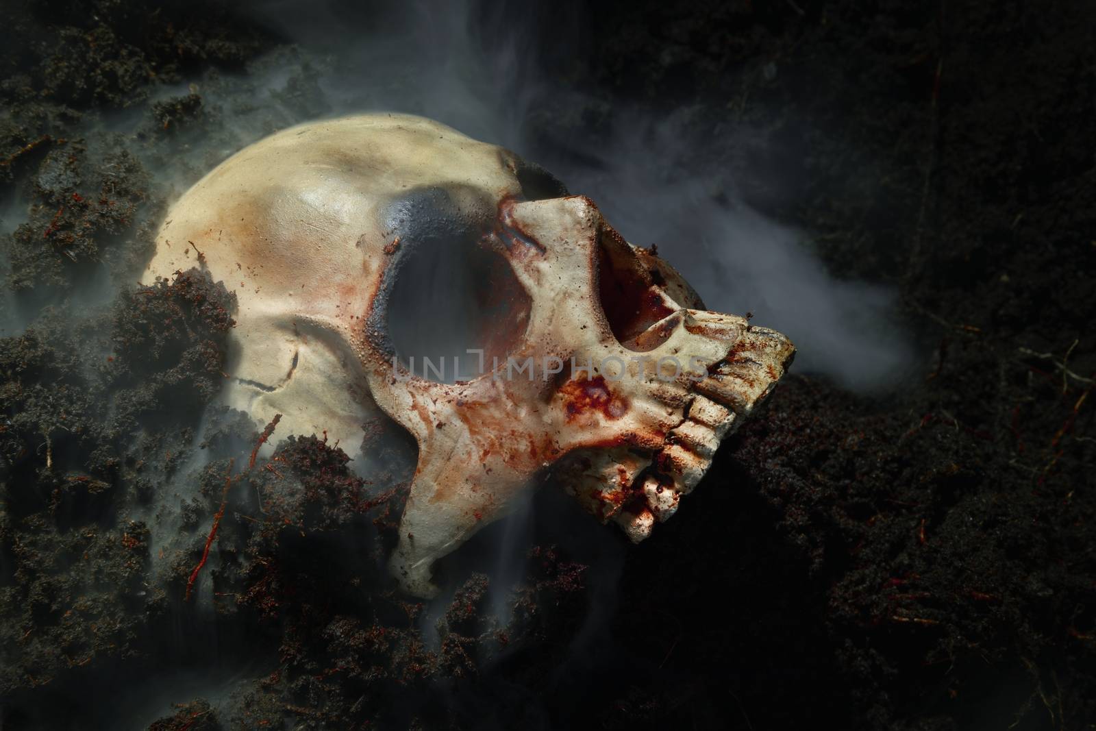Decaying skull in the soil by svedoliver