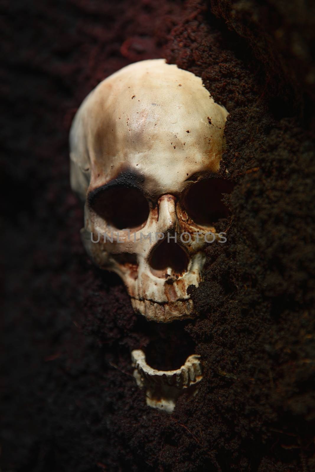 Human skull on the wet soild with smoke flowing closeup