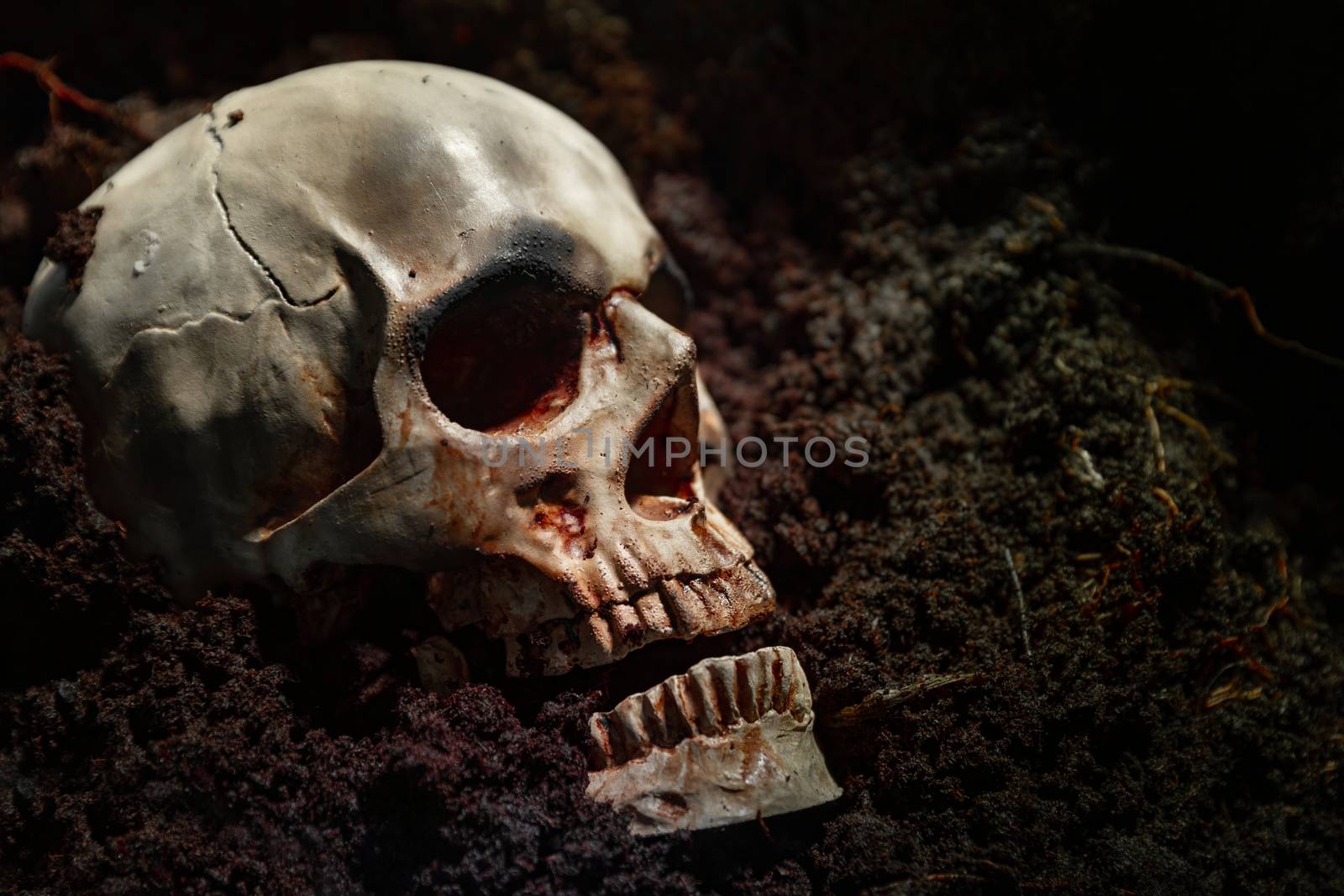 Skull of a dead man in on the ground by svedoliver
