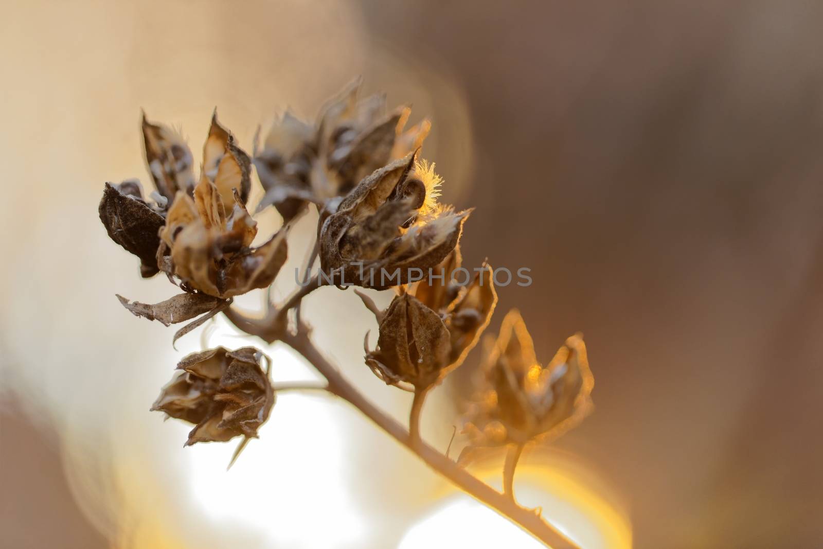 Small dry plant agains sunny background closeup photo