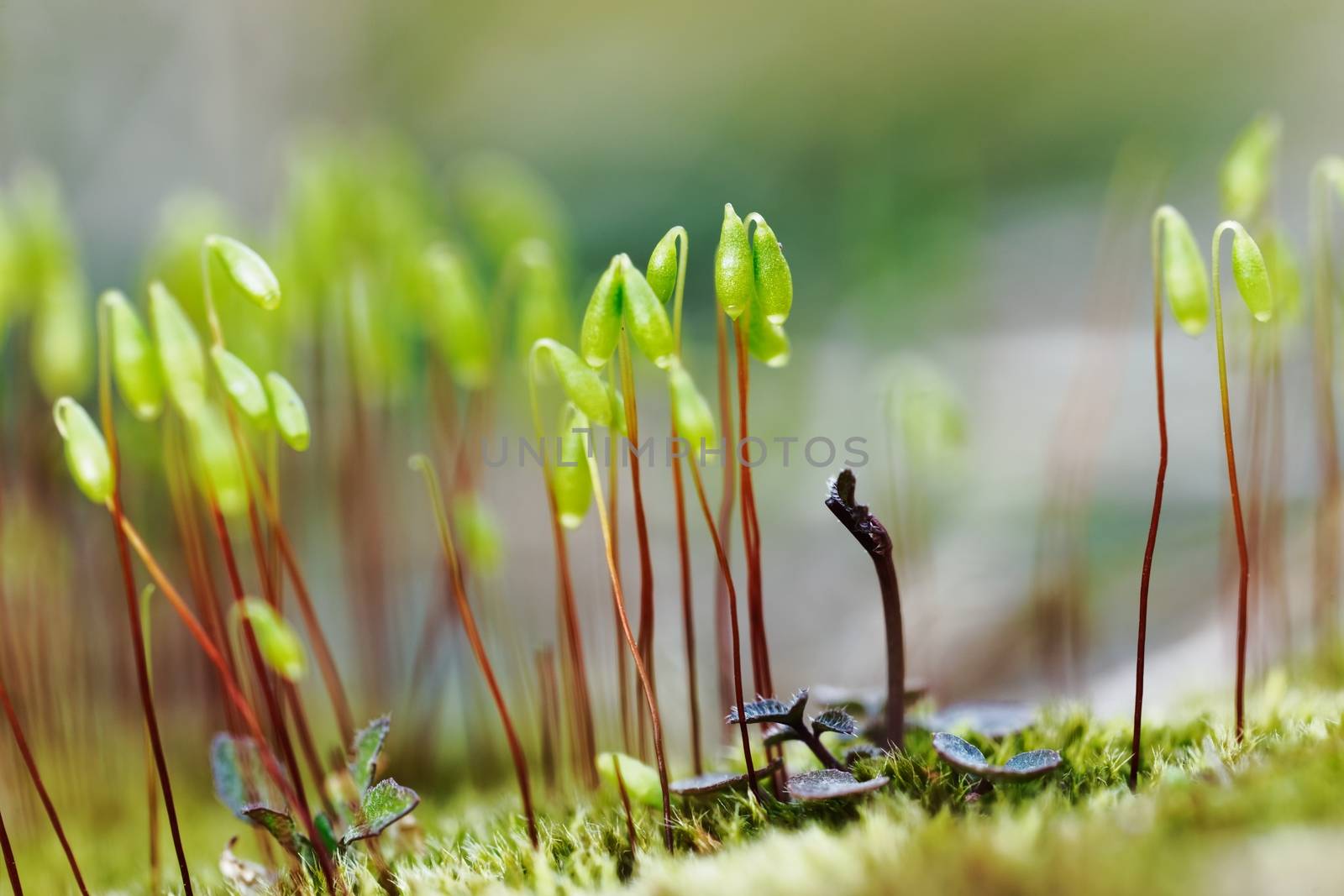 Small moss plant on the ground with selective focus by svedoliver