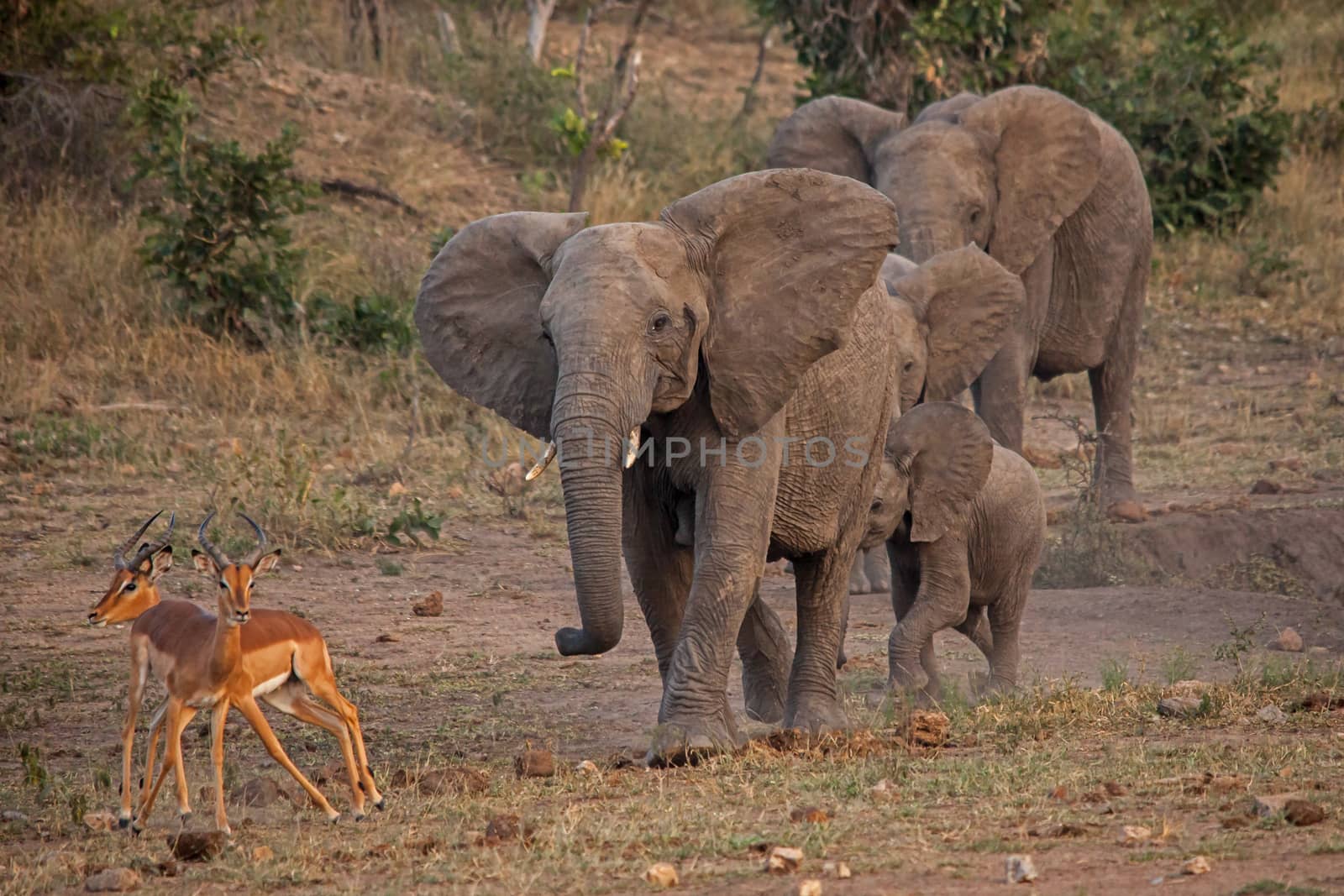 A group of African Elephants (Loxodonta africana) chasing two Impala rams (Aepyceros melampus) at a water hole in Kruger National Park. South Africa.