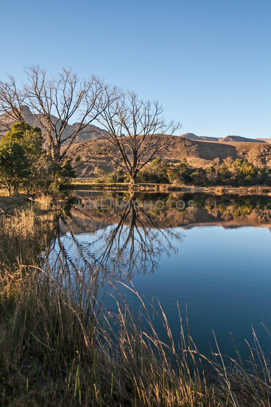 Scenic reflections of leafless winter trees in a Drakensberg lake. Royal Natal National Park. KwaZulu-Natal. South Africa