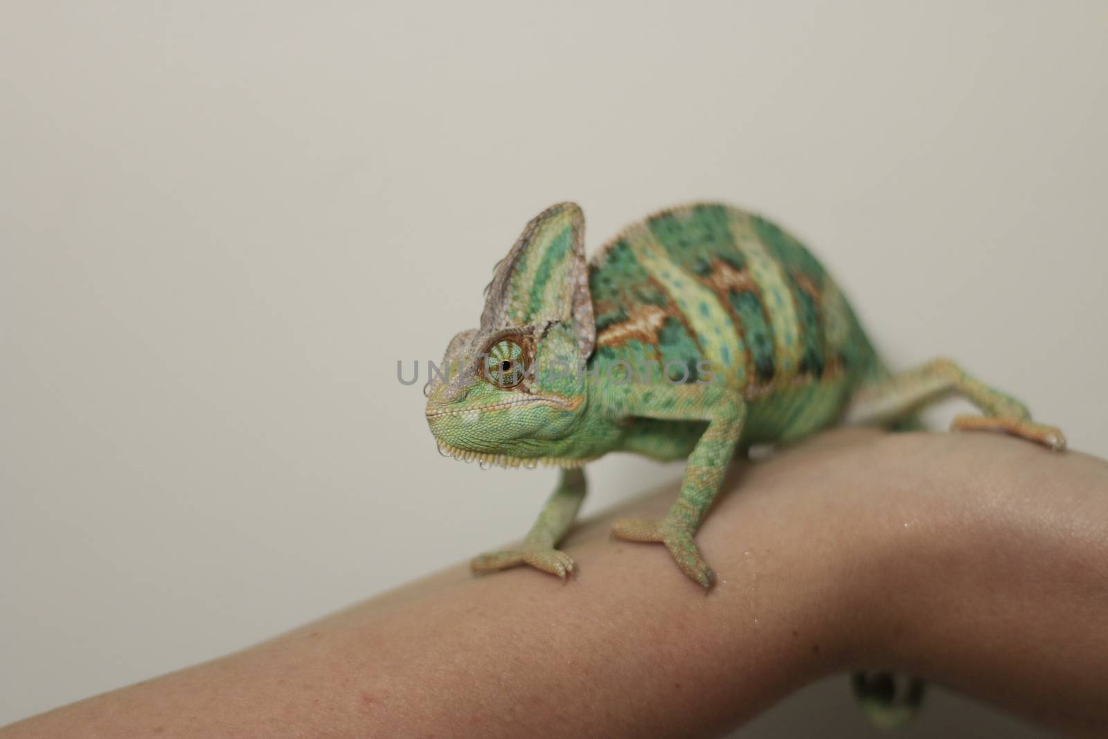 Veiled chameleon (chamaeleo calyptratus) close-up by mynewturtle1