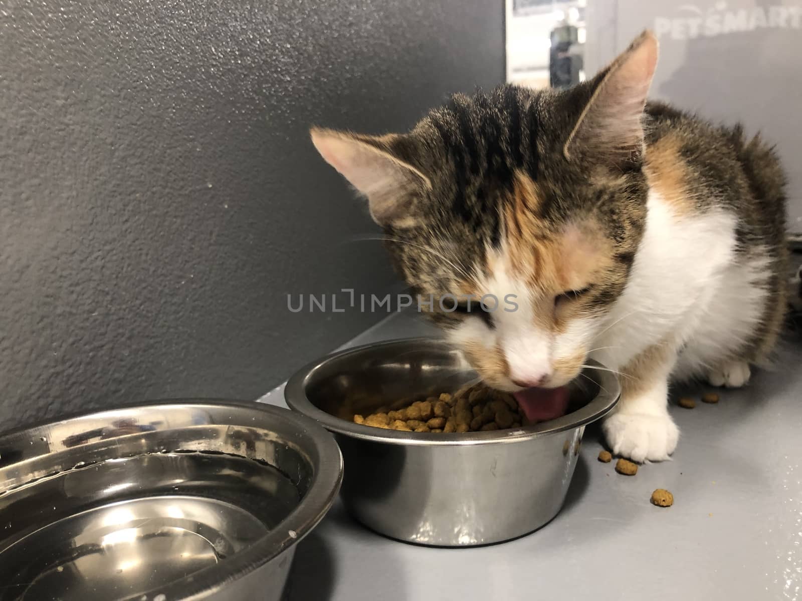 Close-Up Of Cat With Bowl Against White Background.